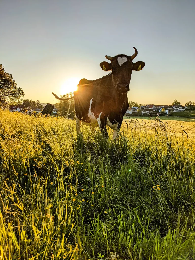 Allgäu Kuh Wiese